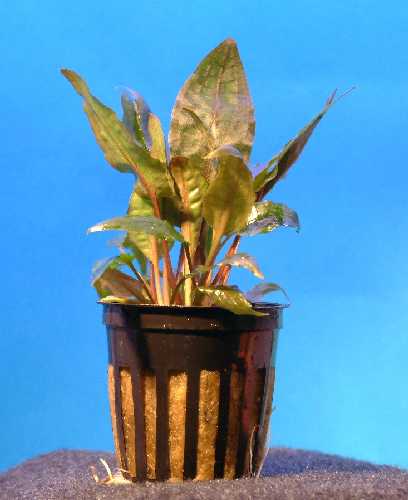MELALEHTI TROPICA PURKKI