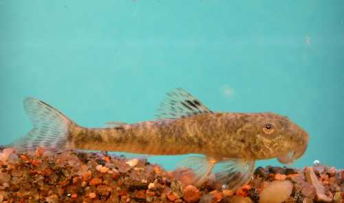 LDA-025 KATINKULTAMONNI 5CM