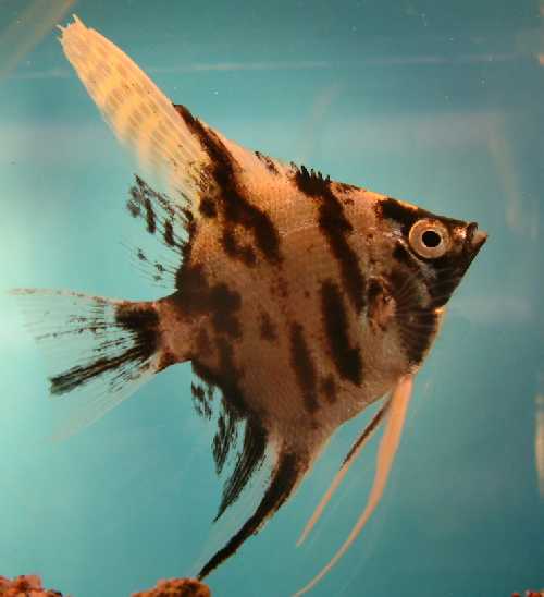 LEHTIKALA MARMORI  ML  EURO